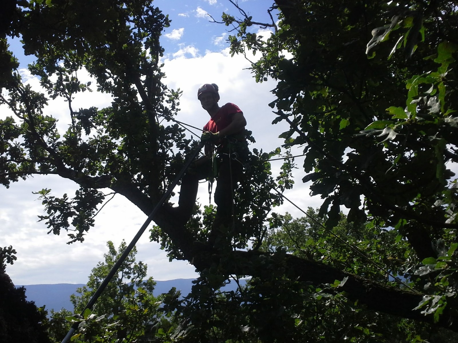 Arborysta w czerwonej koszulce, zabezpieczony linami, pracuje na rozłożystym dębie na tle błękitnego nieba z chmurami i odległych gór.