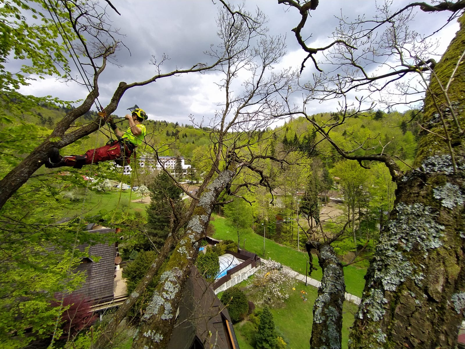 Arborysta w kasku i uprzęży, w koronie drzewa, na tle zieleni i zabudowań. Praca na wysokościach, widok z góry, pochmurne niebo.