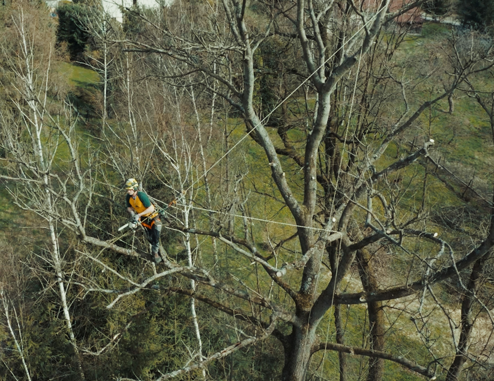 Arborysta w kasku i uprzęży, z piłą spalinową, przycina gałęzie drzewa zabezpieczony linami. W tle inne drzewa i trawnik.