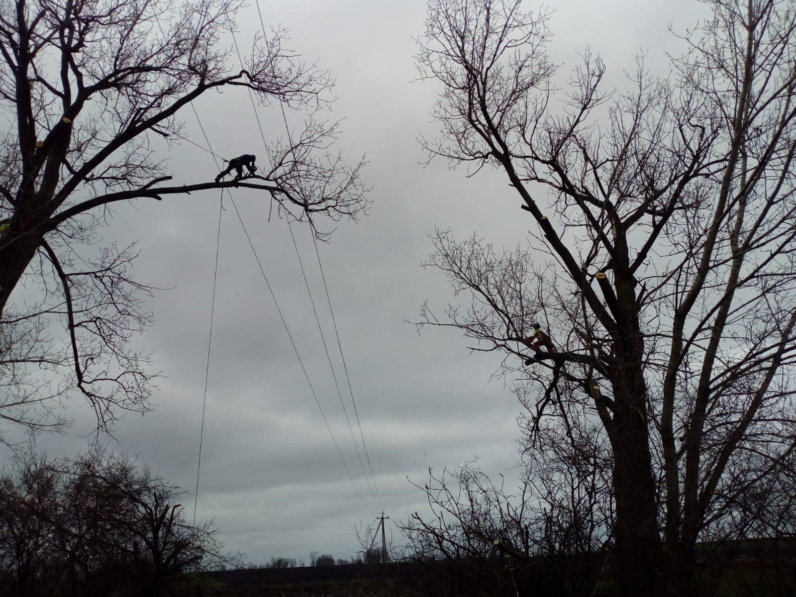 Dwóch arborystów na wysokich drzewach bez liści, zabezpieczonych linami, przycina gałęzie na tle pochmurnego nieba. Widoczne ślady po cięciu.