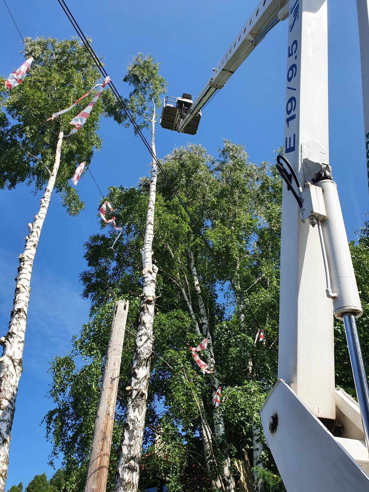 Wysięgnik podnośnika koszowego przy wysokich brzozach, częściowo ogołoconych z gałęzi, z wiszącymi fragmentami taśmy ostrzegawczej. Błękitne niebo w tle.