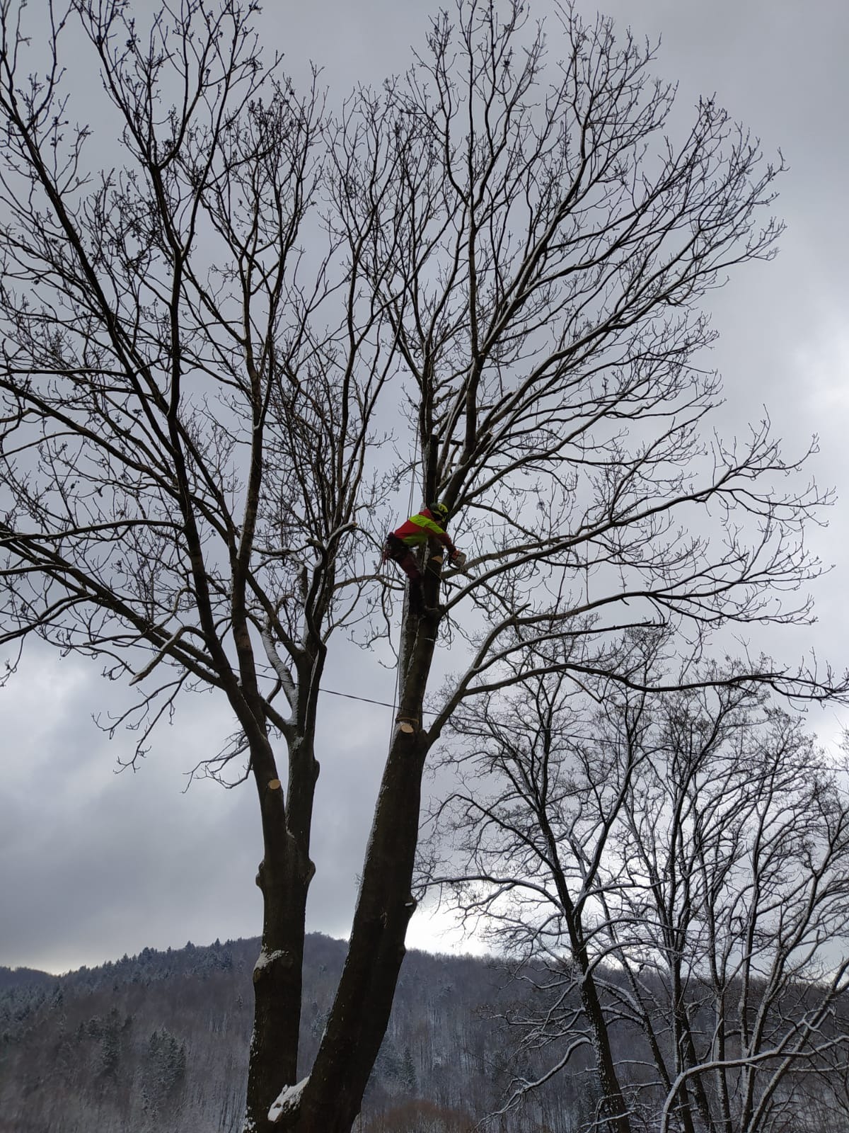 Arborysta w kasku i odblaskowej kamizelce, na linie, przycina gałęzie drzewa z widocznymi śladami cięcia, na tle pochmurnego nieba i zalesionych wzgórz.