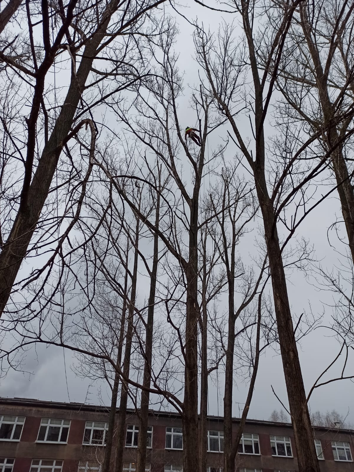 Arborysta w uprzęży, na wysokości, przycina gałęzie wysokich drzew bez liści na tle pochmurnego nieba i budynku. Widok z dołu.