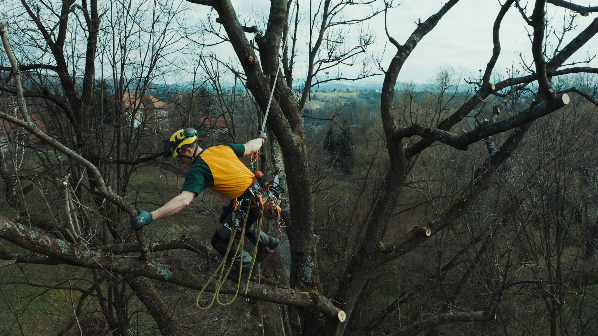 Arborysta w kasku i uprzęży, w trakcie pracy na drzewie z widocznymi śladami cięcia gałęzi, w tle zabudowania i krajobraz.