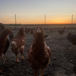 Jaja Aleksandrów Kujawski 1