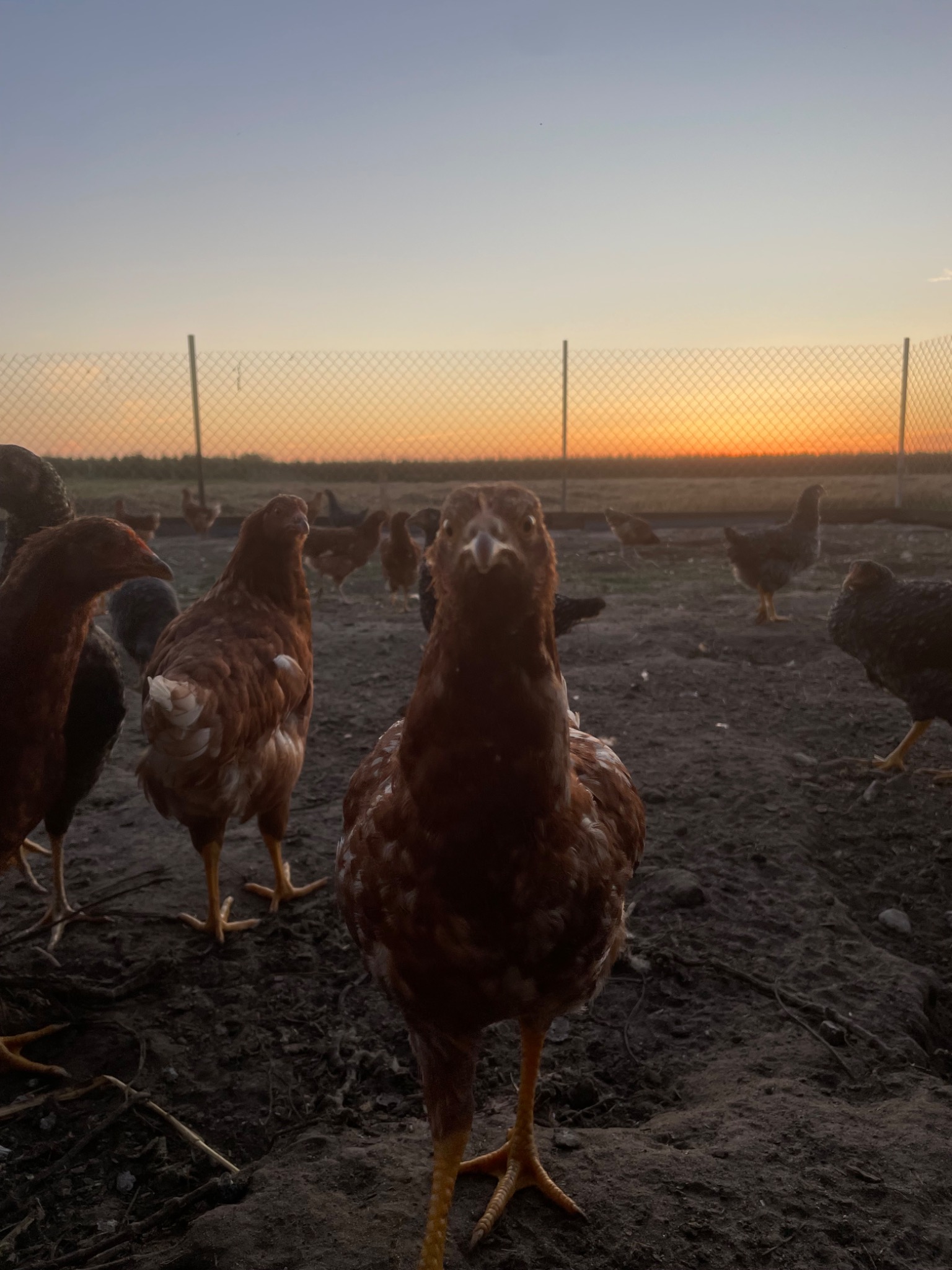 Stado kur rasy Rhode Island Red na wybiegu o zmierzchu. Jedna kura na pierwszym planie, siatka ogrodzeniowa w tle, ciepłe światło zachodzącego słońca.
