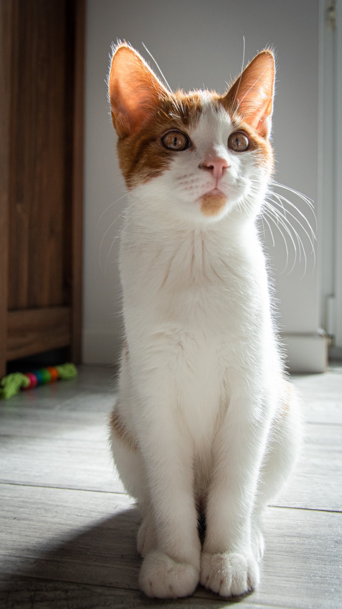 Portret młodego, białego kota z rudymi uszami siedzącego na szarych panelach podłogowych. W tle zabawka dla kota i fragmenty mebli.