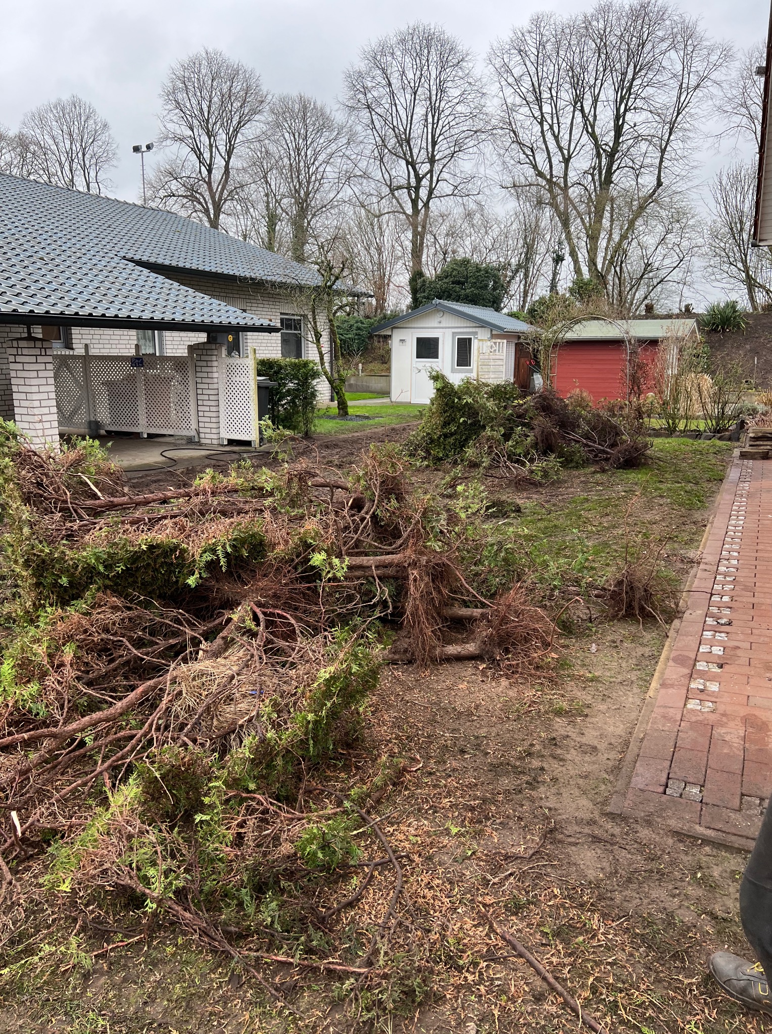 Stos gałęzi po wycince drzew iglastych leżący na trawniku przed domem z cegły, w tle budynki gospodarcze i drzewa bez liści. Widok po wykonanej usłudze.