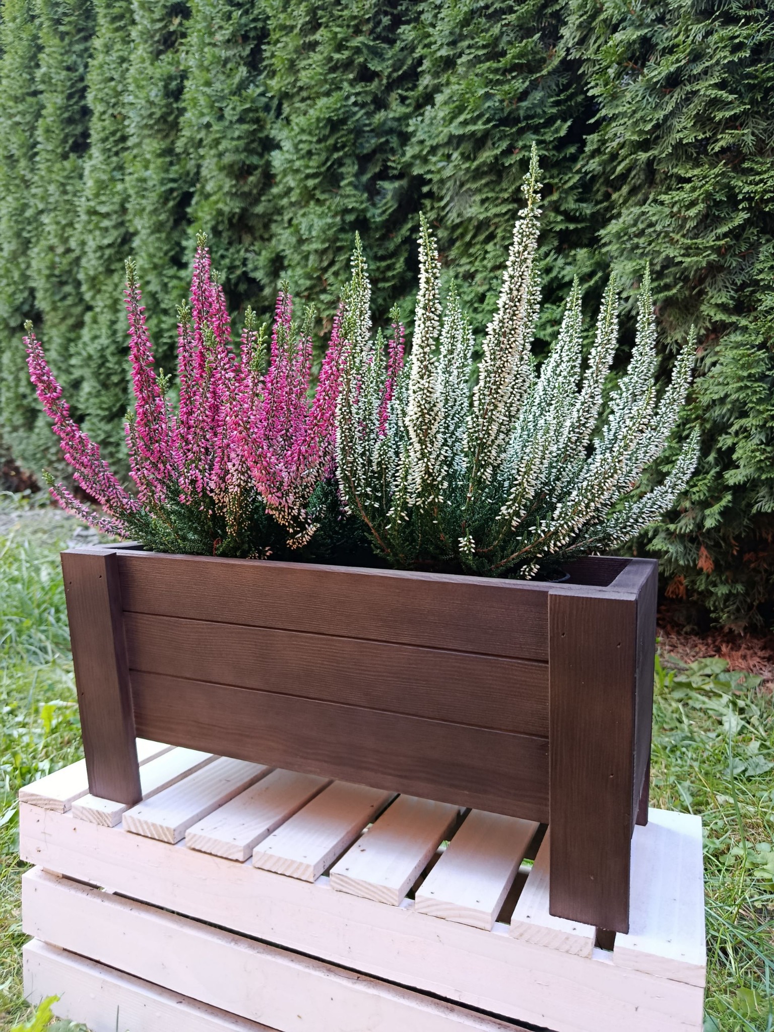 Drewniana, prostokątna donica z wrzosami w odcieniach różu i bieli, postawiona na pomalowanej na biało palecie, na tle zielonego żywopłotu.