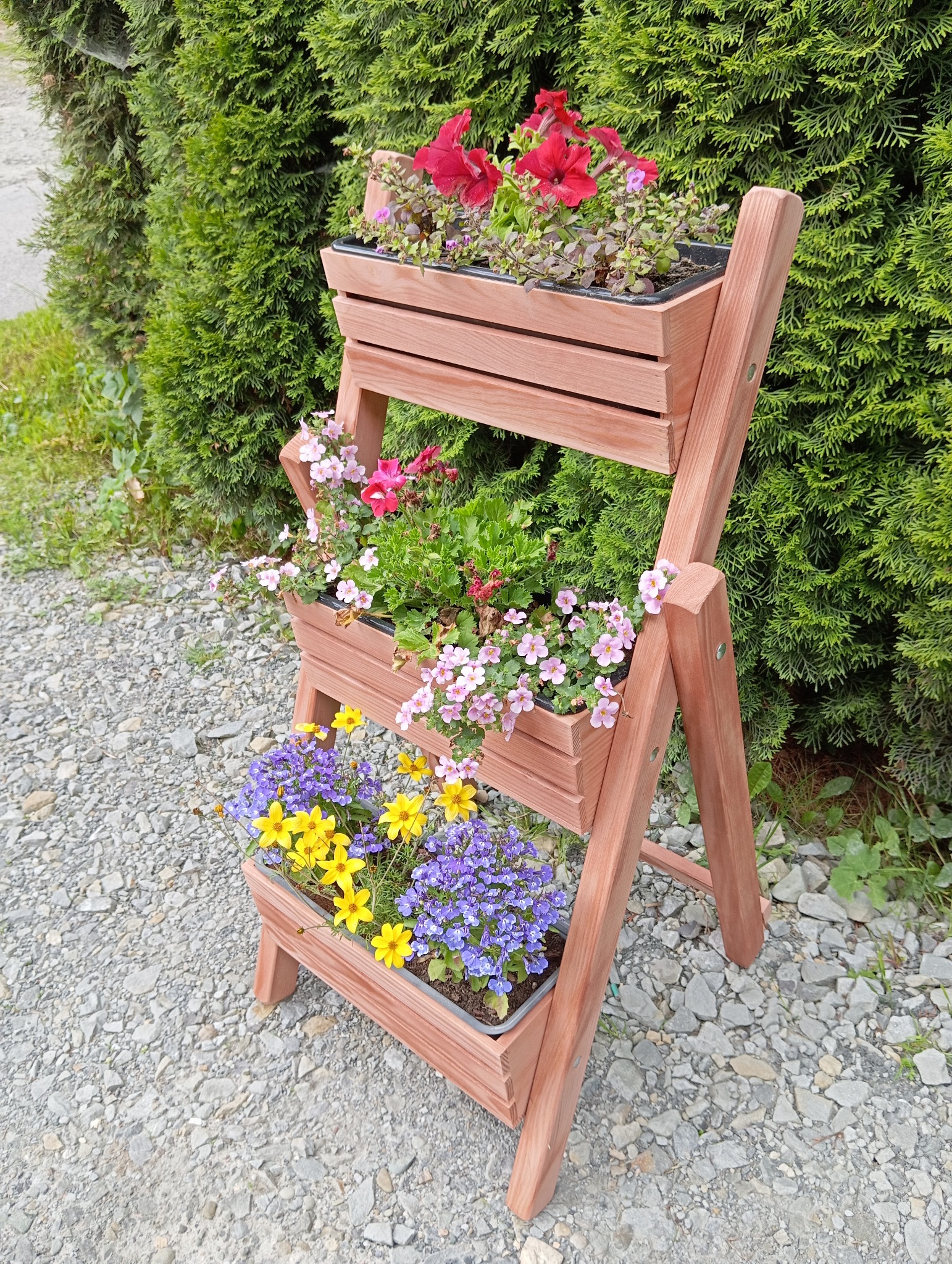 Trójpoziomowy, drewniany kwietnik z kwiatami na tle zielonego żywopłotu, stojący na żwirowym podłożu. Widok z góry.