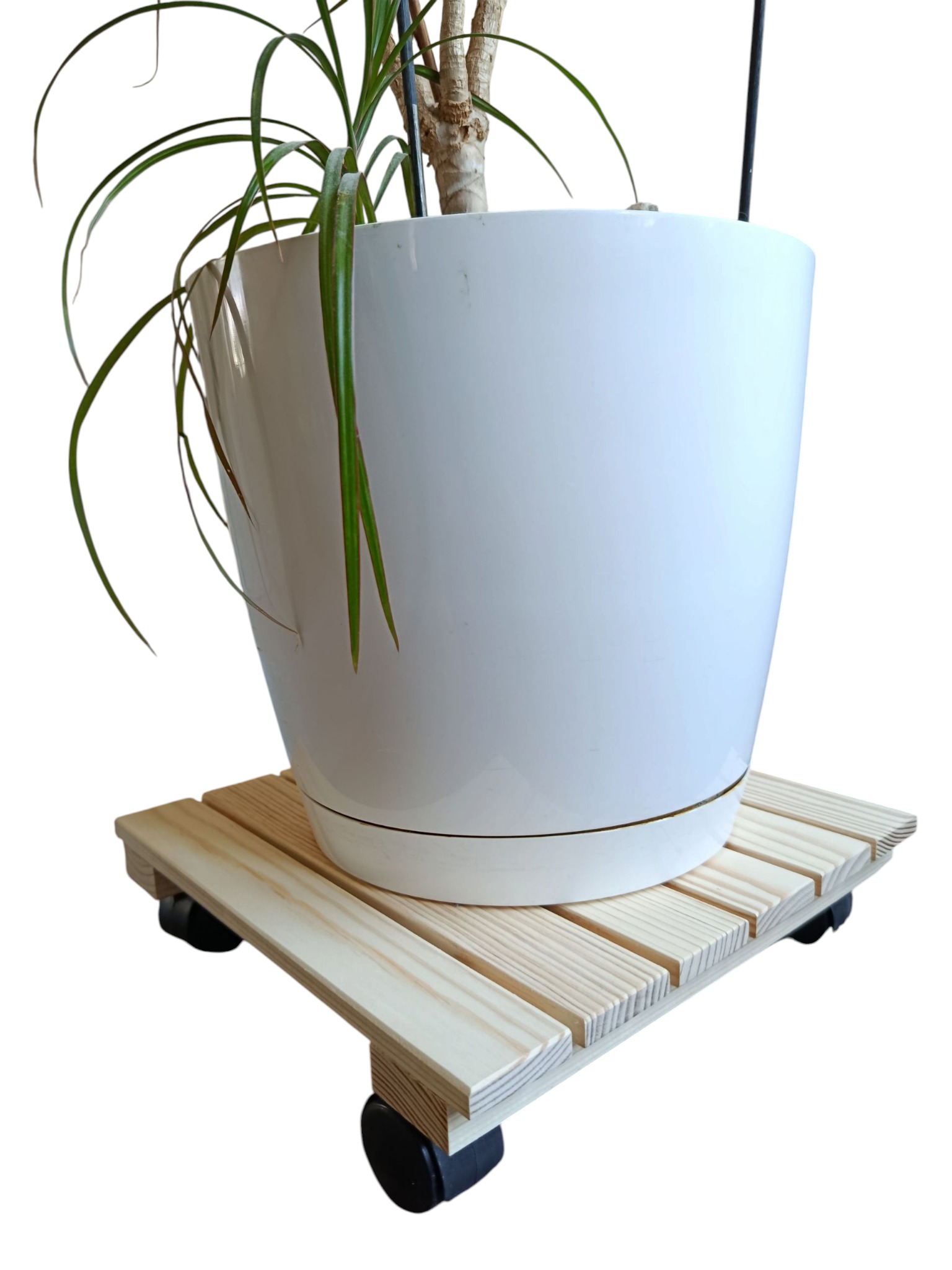 Drewniana podstawka na kółkach pod doniczkę z jasnego drewna, wykonana ze szczebelków, na niej biała doniczka z zieloną rośliną. Widok z dołu, na białym tle.