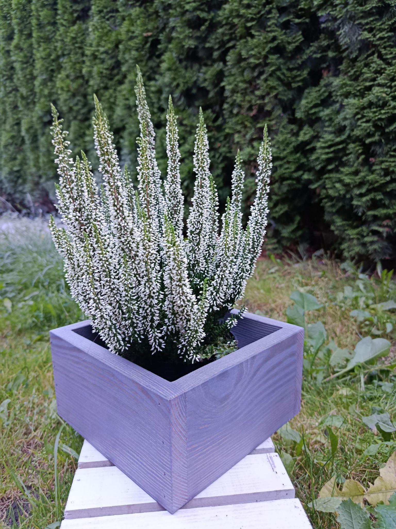 Drewniana, szara donica z wrzosem o białych kwiatach, ustawiona na białym podeście na tle zielonego żywopłotu. Widoczne słoje drewna i gwoździe w donicy.