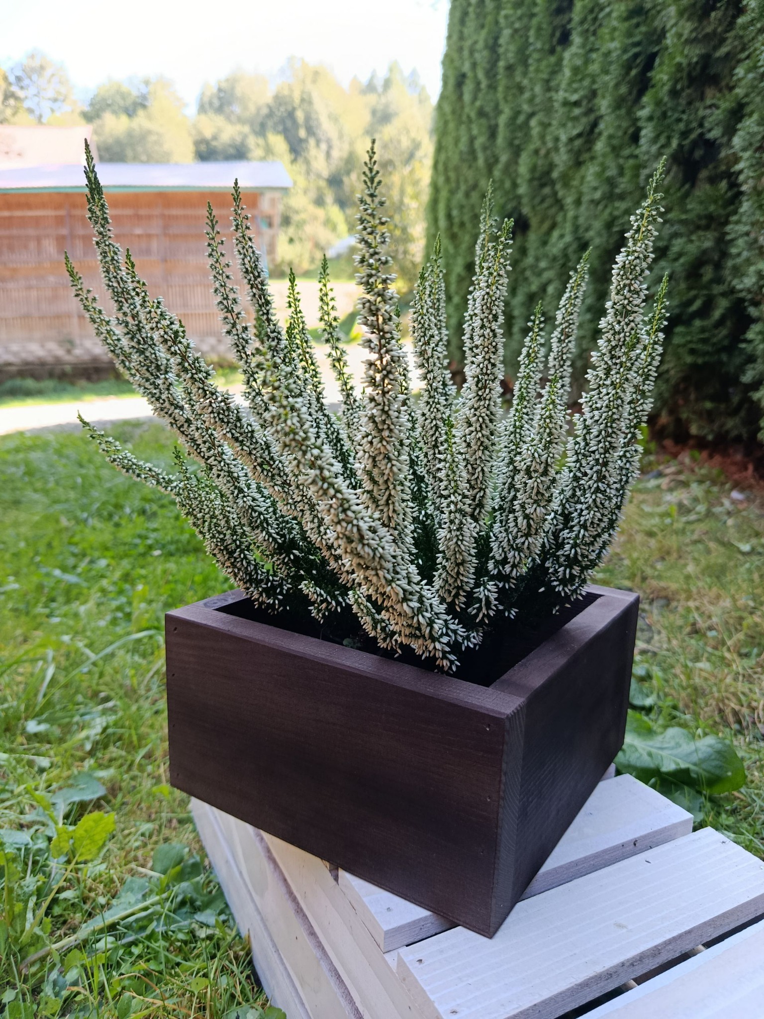 Ciemnobrązowa, drewniana donica z wrzosem na białym podeście. W tle trawa i krzewy.