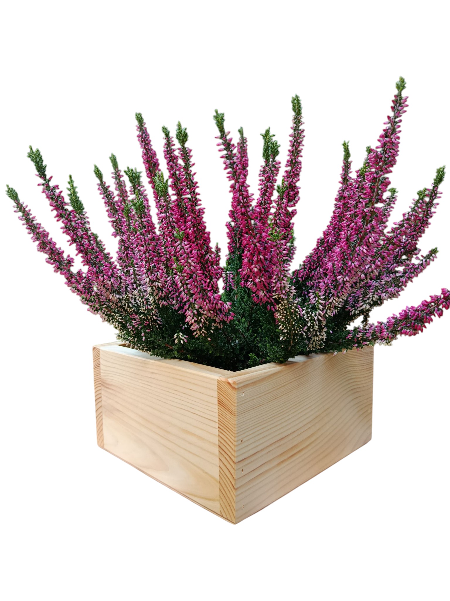 Ręcznie wykonana, surowa, drewniana skrzynka z jasnego drewna, wypełniona wrzosem w odcieniach fioletu i zieleni. Widoczne słoje drewna i delikatne niedoskonałości.