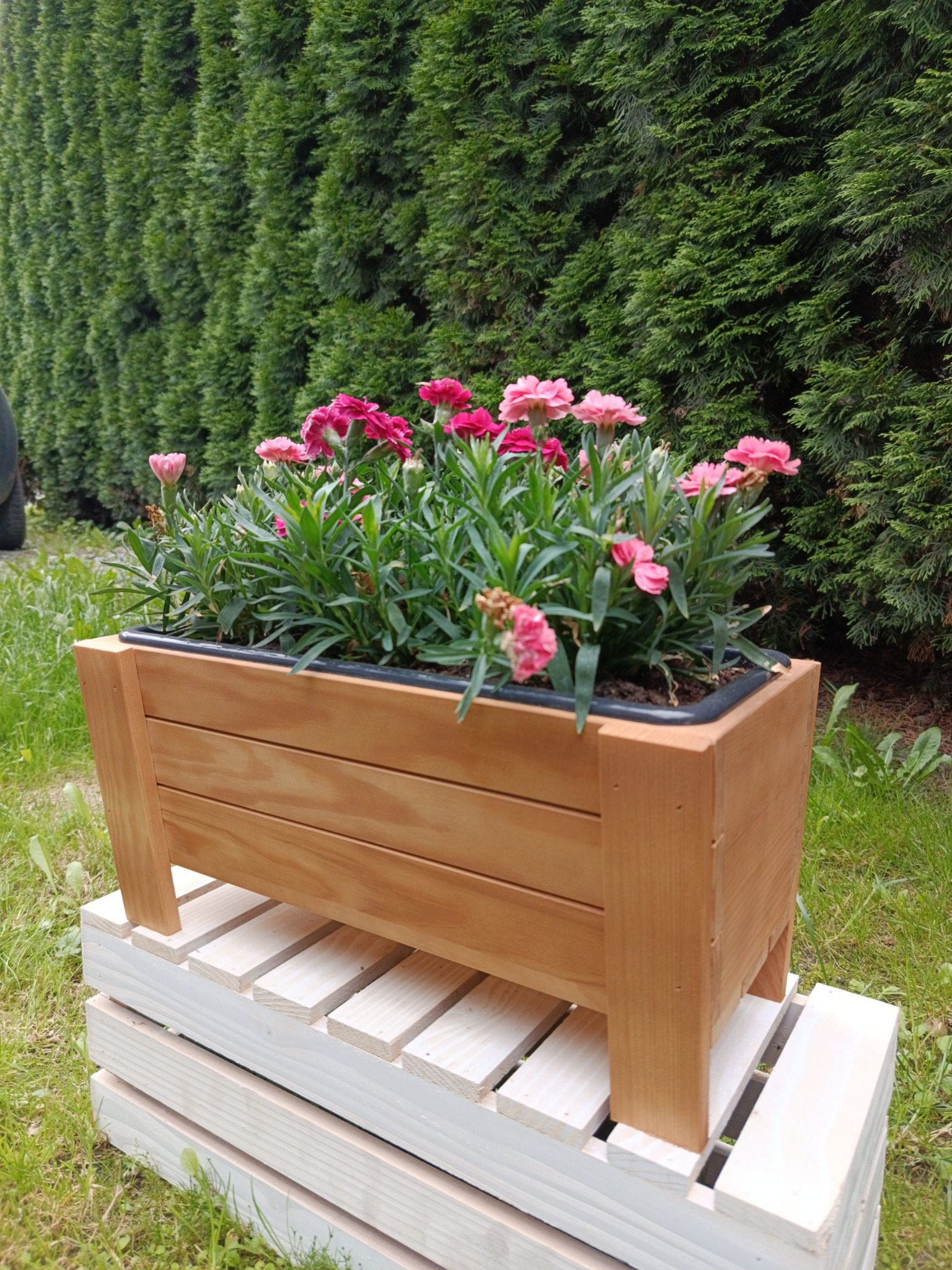 Drewniana skrzynka na kwiaty z różowymi goździkami, umieszczona na białej, drewnianej palecie na tle zielonego żywopłotu. Skrzynka z jasnego drewna, widoczne słoje.