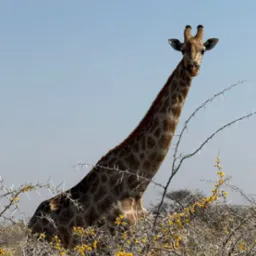 Narazie robie tylko zwierzętam zdjęcia