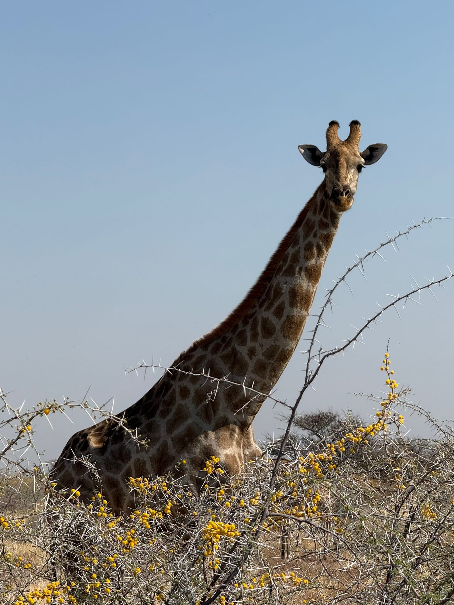 Narazie robie tylko zwierzętam zdjęcia