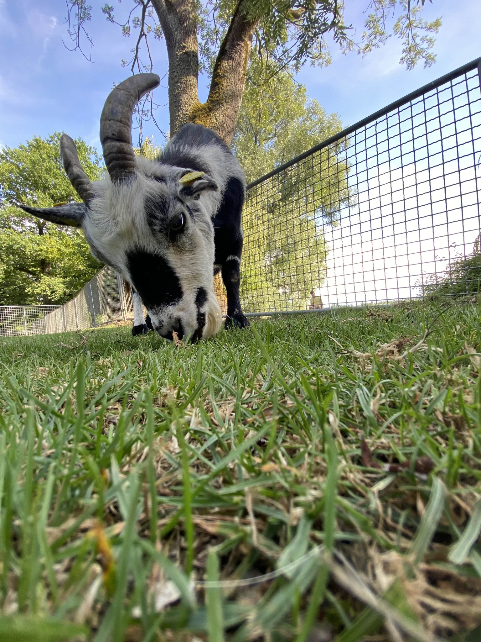 Koza z zakręconymi rogami je trawę na zielonym pastwisku w słoneczny dzień. Widok z dołu, ogrodzenie z siatki z tyłu, drzewo w tle.