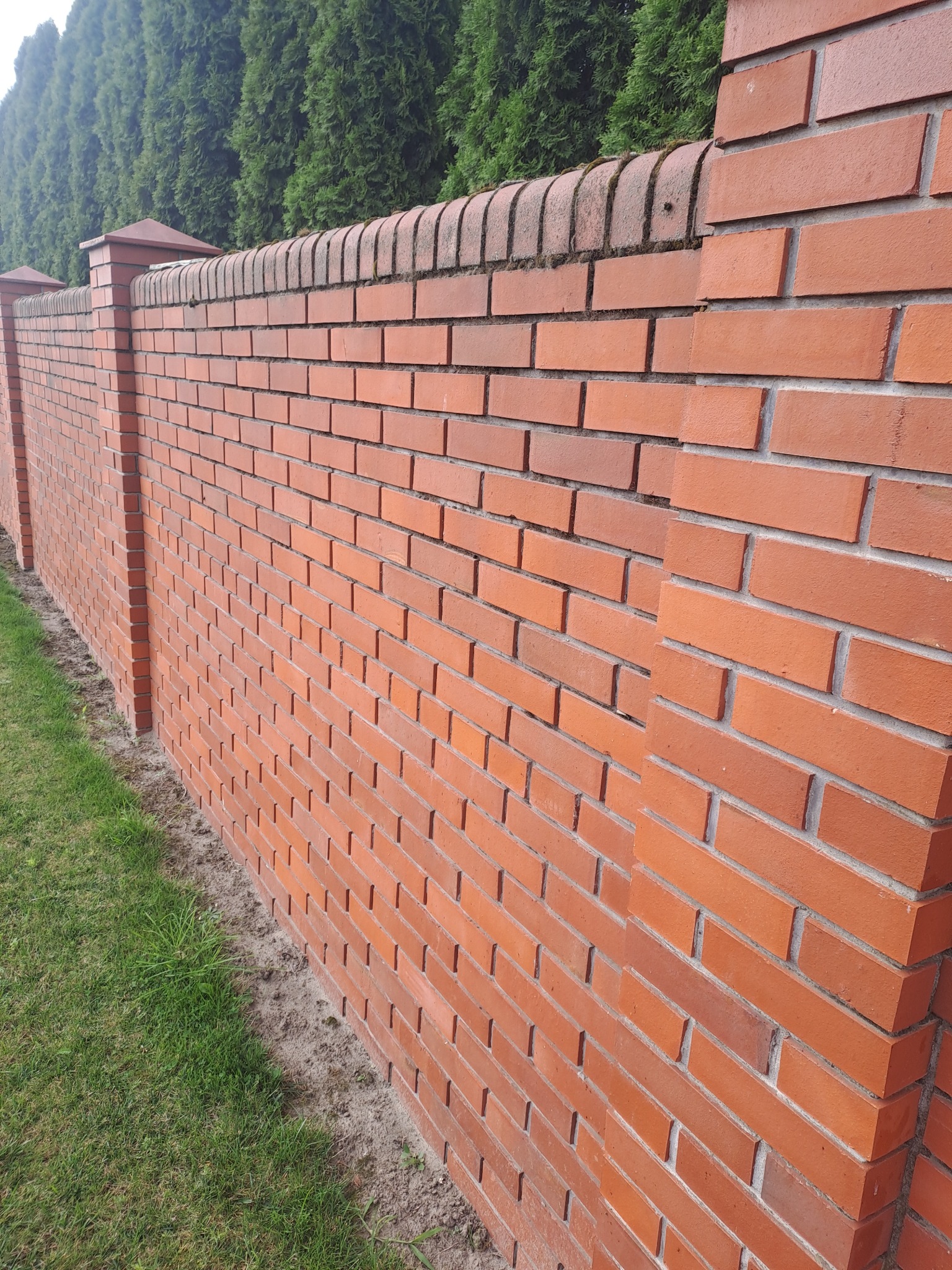 Czerwony mur z cegły klinkierowej, wykończony elementami z cegły łukowej, na tle zielonych tui. Widoczne ślady zabrudzeń na górnej części muru.