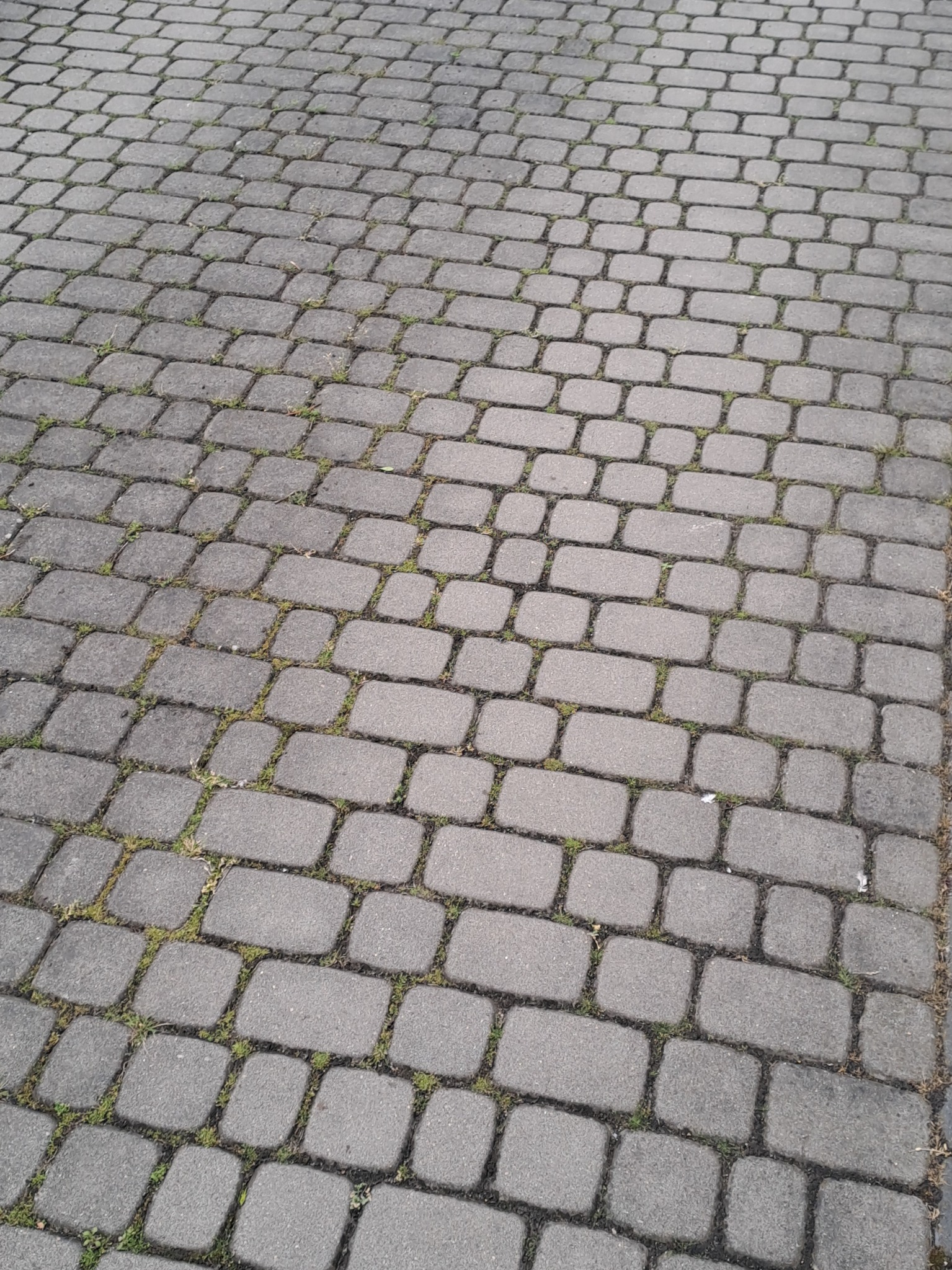 Szara kostka brukowa z zielonymi chwastami w spoinach, ułożona w regularny wzór, widziana z perspektywy lekko z góry.