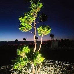 VOLT MASTERS Ernest Wojdyła - Iluminacja dekoracyjna drzewa iglastego w ogrodzie, podświetlona reflektorem gruntowym. Wieczorny krajobraz z elementami oświetlenia zewnętrznego.