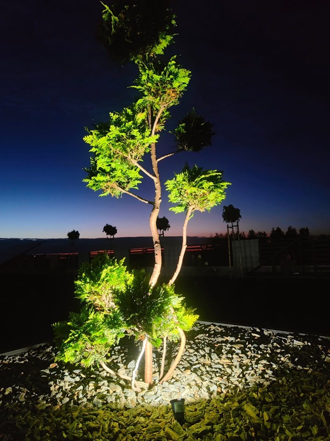 Iluminacja dekoracyjna drzewa iglastego w ogrodzie, podświetlona reflektorem gruntowym. Wieczorny krajobraz z elementami oświetlenia zewnętrznego.