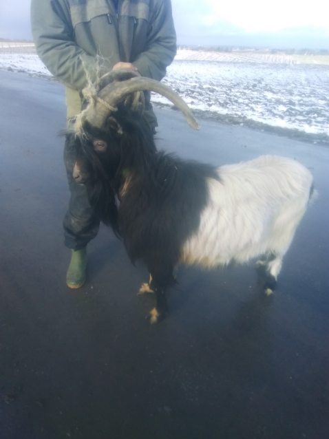 Czarno-biała koza z długimi rogami trzymana przez osobę w zielonych butach na tle zaśnieżonego pola. Nietypowe ujęcie zwierzęcia.