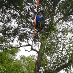 Wycinka drzew Rzeszów 3