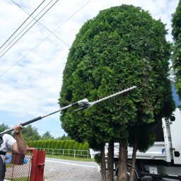 Wycinka drzew Rzeszów 4