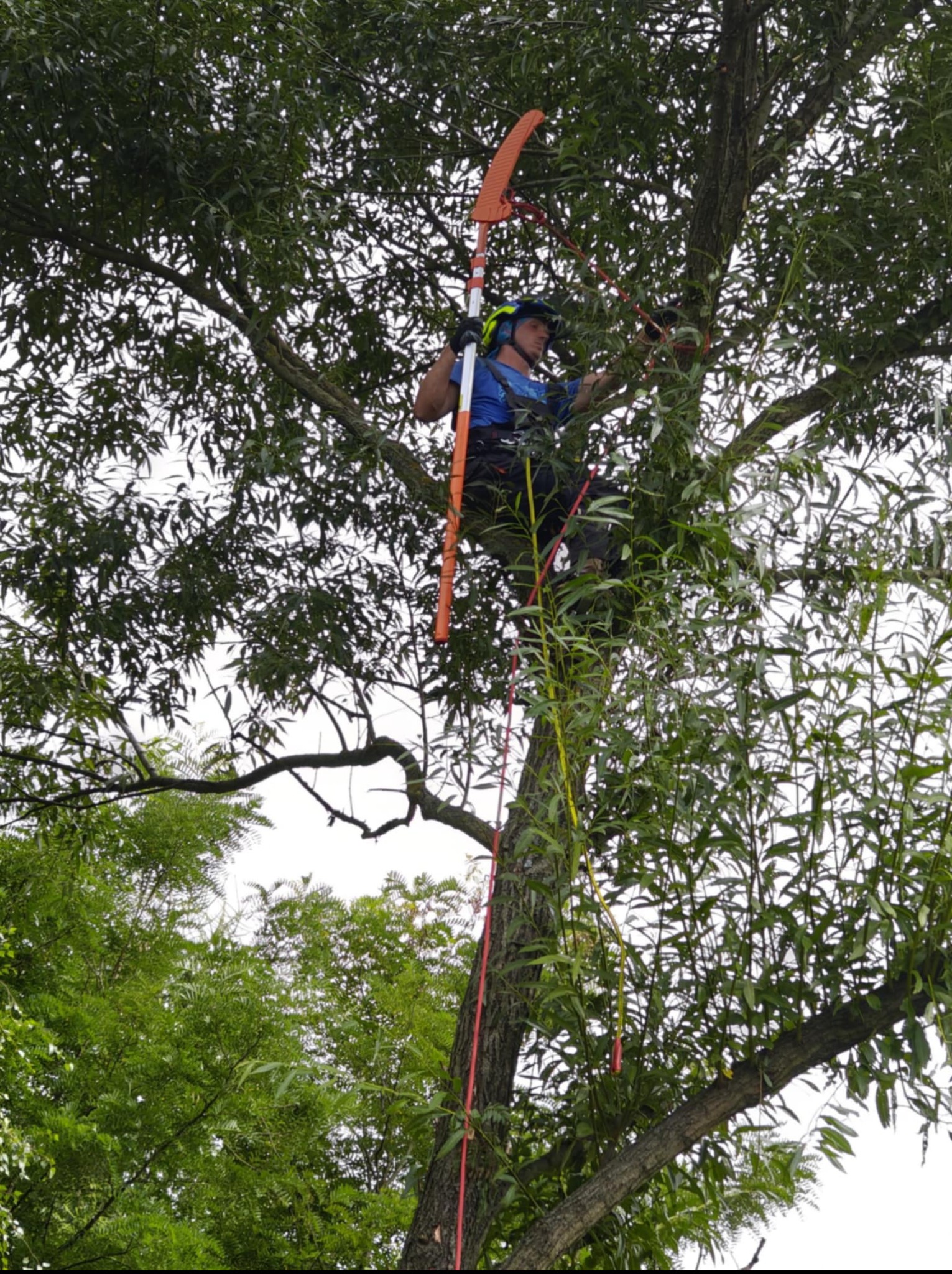 Arborysta w kasku, na linie, przycina gałęzie drzewa teleskopowym sekatorem z pomarańczową głowicą, wśród gęstych liści.