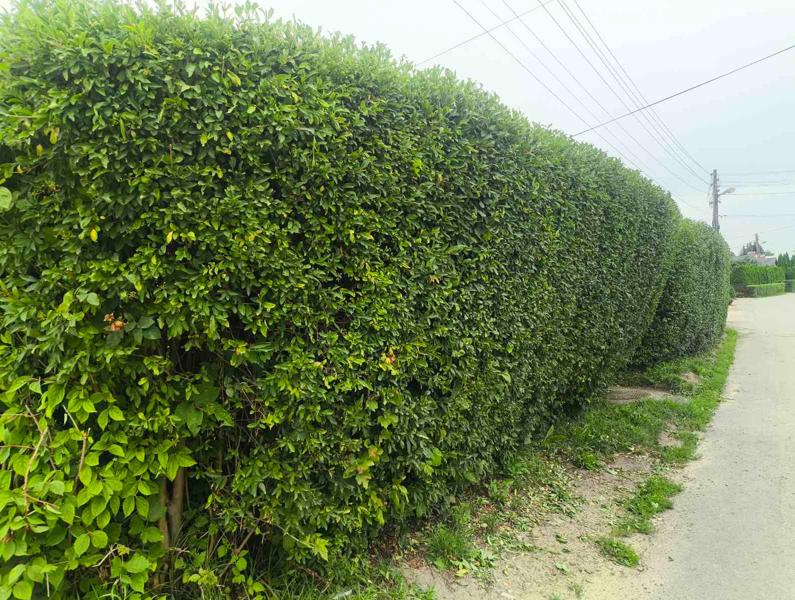Równy żywopłot z zielonych liści, przycięty wzdłuż drogi, z widocznymi słupami energetycznymi w tle. Układ liści gęsty, tworzący jednolitą ścianę.