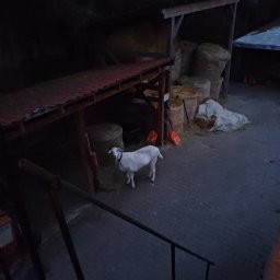 Przycinanie drzew Łomianki 1