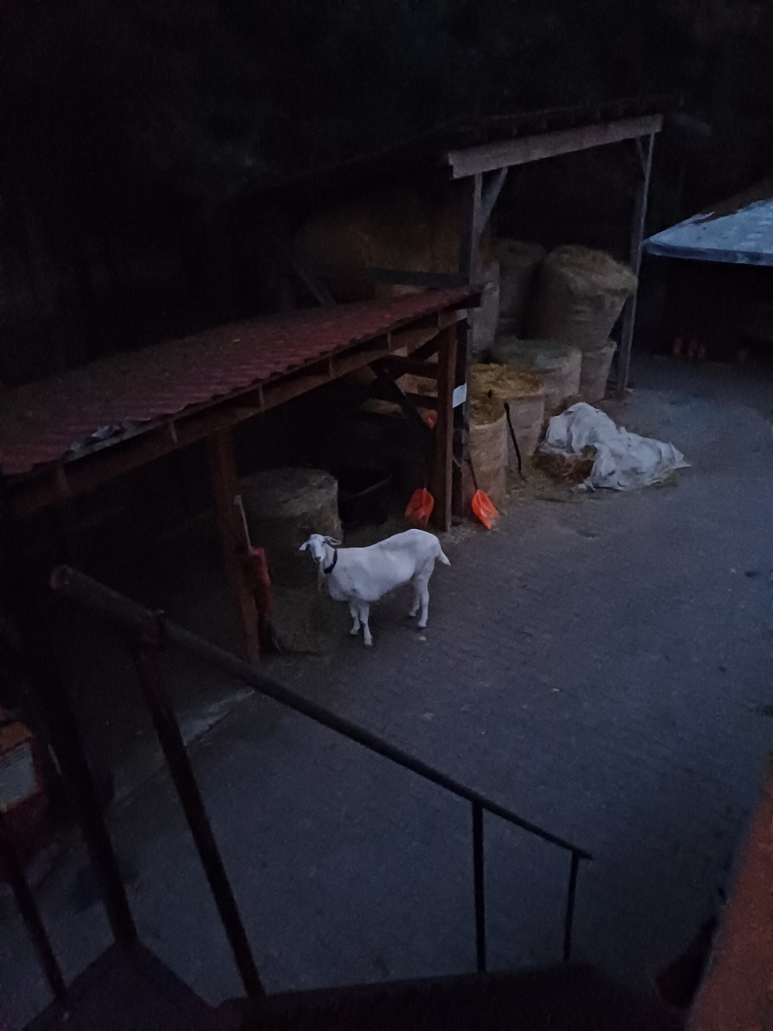 Biała koza stoi na podwórku obok stogów siana pod zadaszeniem. Widok z góry ze schodów w ciemnym otoczeniu.