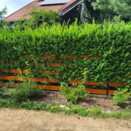 Gęsty, formowany żywopłot z pomarańczowymi, poziomymi deskami w tle domu z czerwoną dachówką i panelami słonecznymi. Widoczne młode drzewka i kora na ziemi.