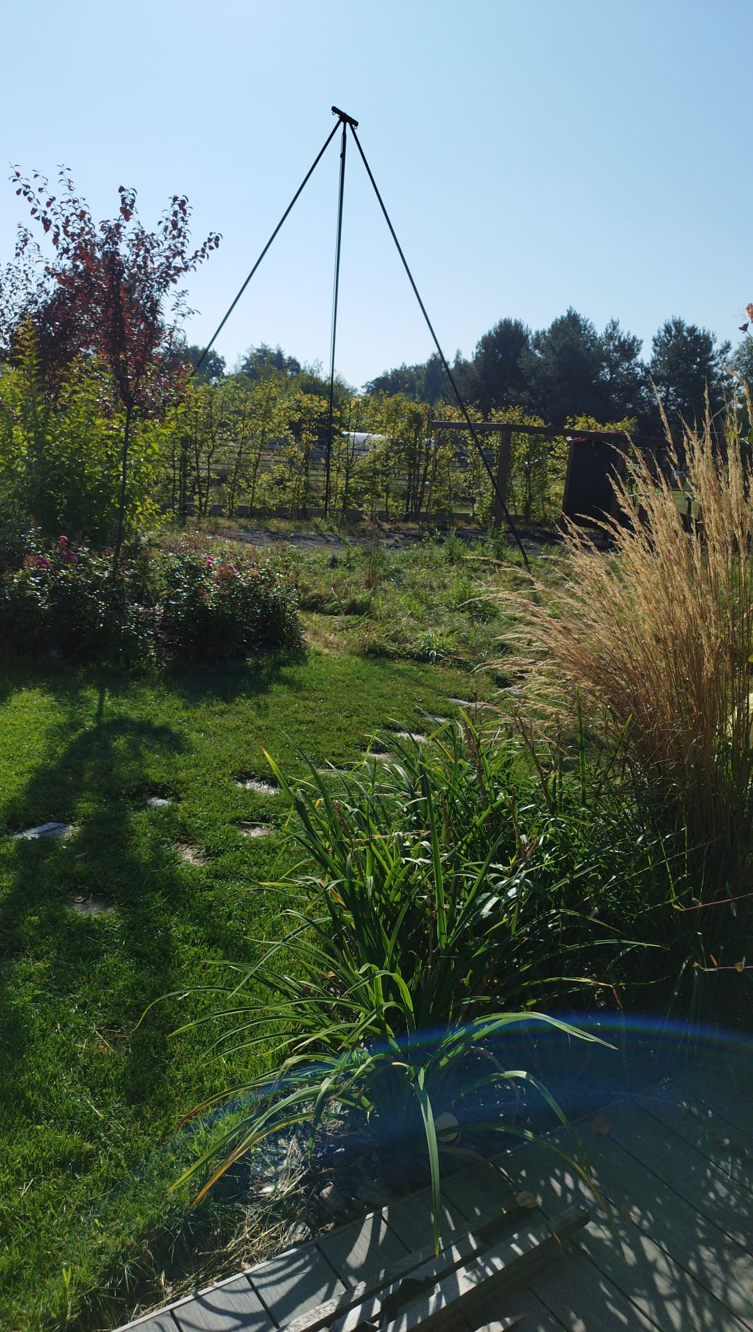 Urokliwy ogród z zielonym trawnikiem, ozdobnymi trawami i drzewami, urozmaicony ścieżką z kamieni i konstrukcją pod pnącza, w słoneczny dzień.