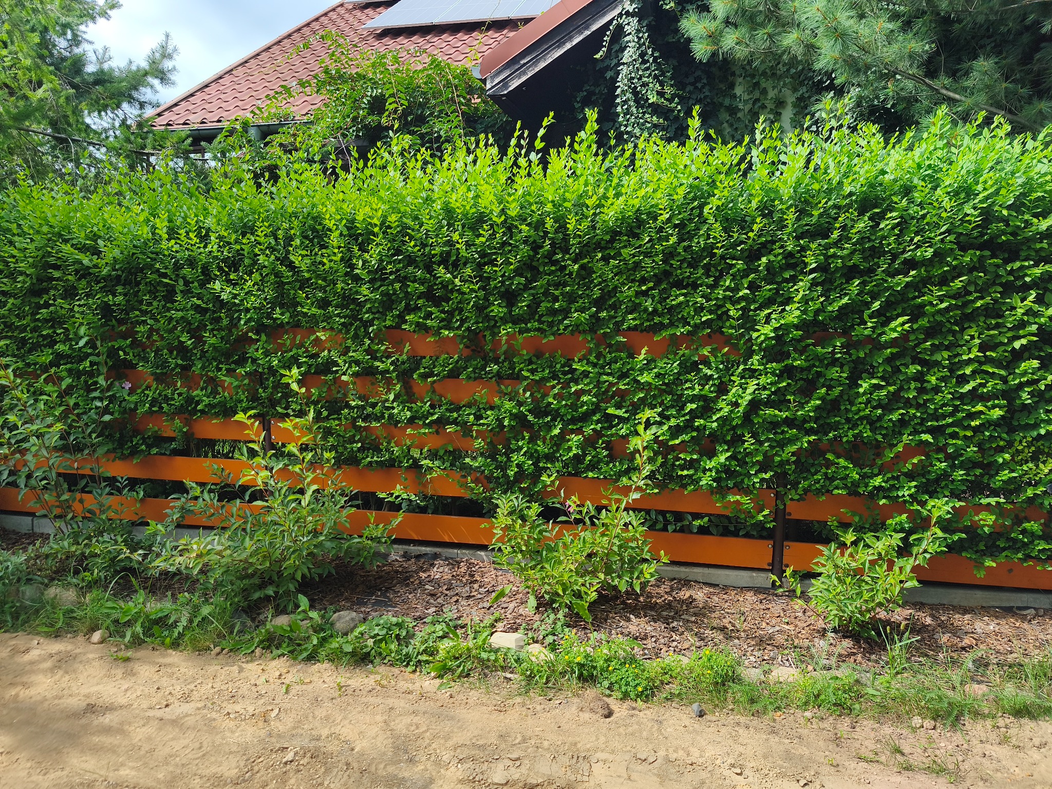 Gęsty, formowany żywopłot z pomarańczowymi, poziomymi deskami w tle domu z czerwoną dachówką i panelami słonecznymi. Widoczne młode drzewka i kora na ziemi.