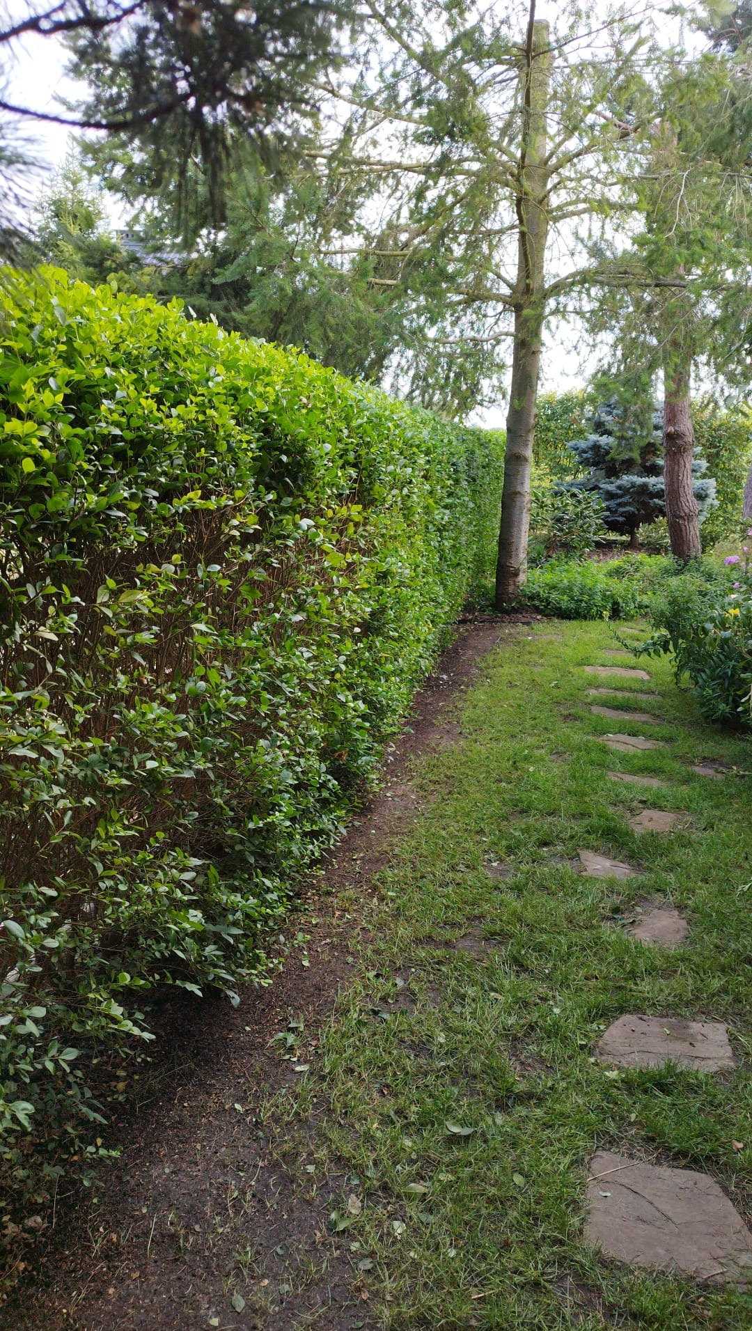 Zadbany ogród z równo przyciętym żywopłotem, ścieżką z kamieni i drzewami w tle. Widok na zielony, uporządkowany teren.