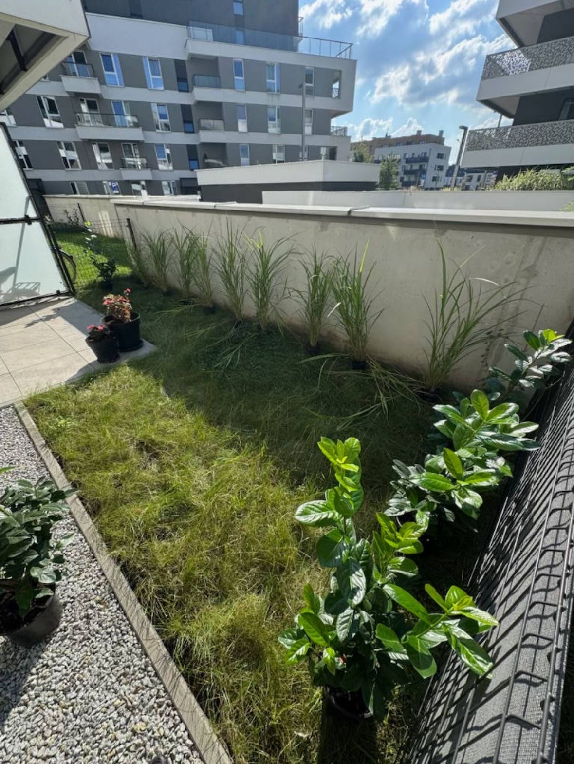 Nowo założony trawnik z ozdobnymi trawami i krzewami w donicach na balkonie nowoczesnego apartamentowca. Widoczne szare budynki w tle.
