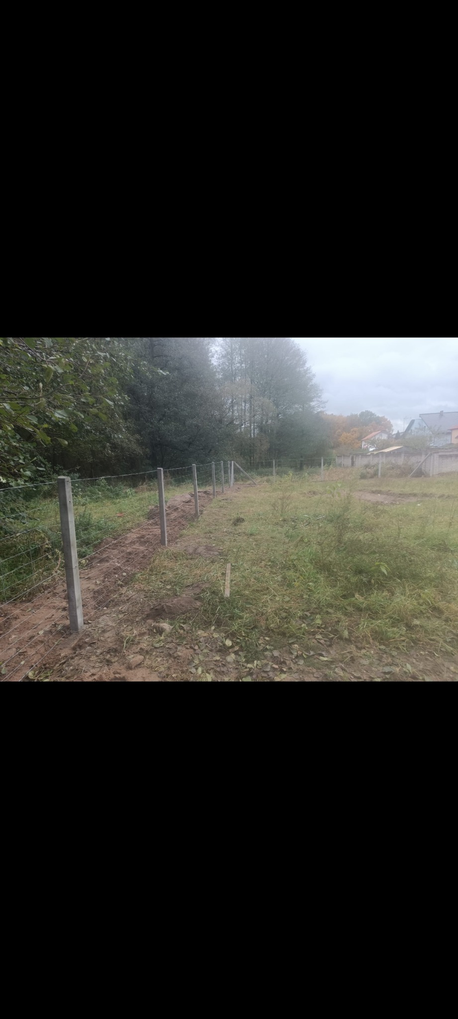 Świeżo postawione słupki ogrodzeniowe z siatką na działce z zielenią i drzewami w tle, widok z poziomu gruntu, pochmurny dzień.