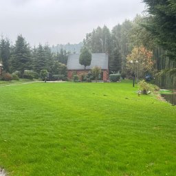 Wycinka drzew Gryfice 2