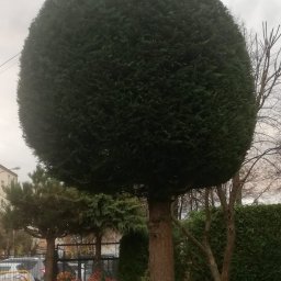 Kompleksowe Usługi Rzeszów - Fantastyczne Sadzenie Drzew Rzeszów