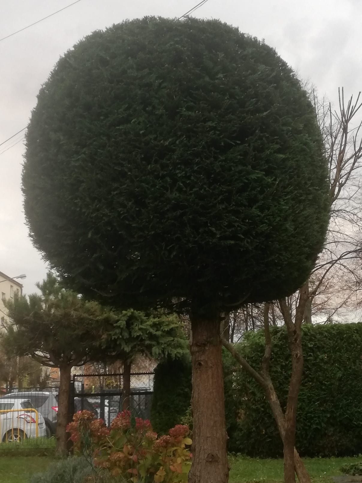 Kula z ciemnozielonych igieł na pniu drzewa, formowana w ogrodzie miejskim. W tle inne drzewa i budynek. Pochmurne niebo.