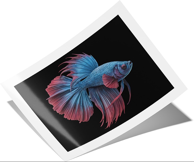 Plakat z ilustracją bojownika syjamskiego, zdominowanego przez odcienie błękitu i czerwieni na czarnym tle, leżący na białej powierzchni pod kątem.