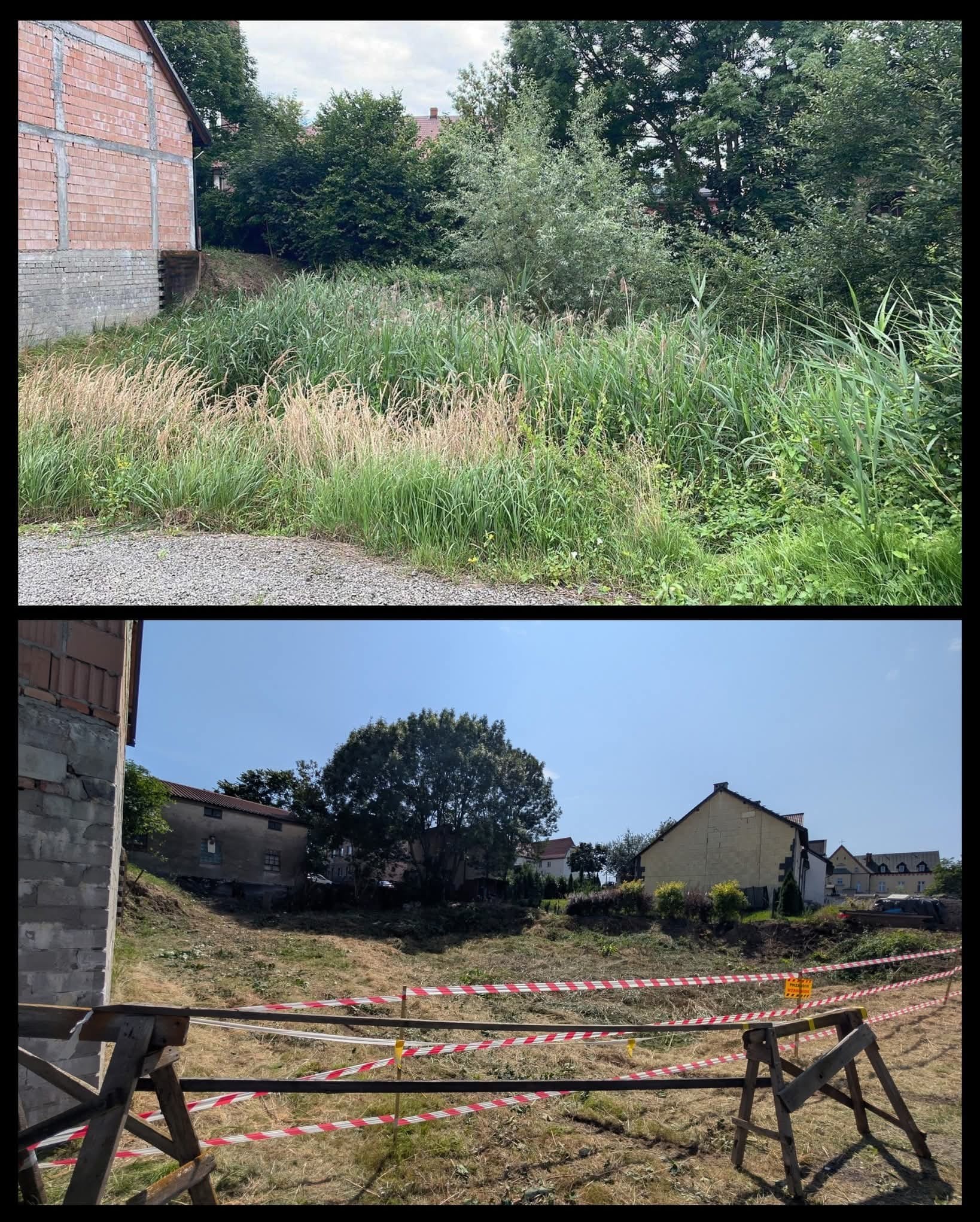 Porównanie terenu przed i po wycince. Na górze zarośnięty teren, na dole teren po wycince, ogrodzony taśmą ostrzegawczą, z widocznymi budynkami w tle.
