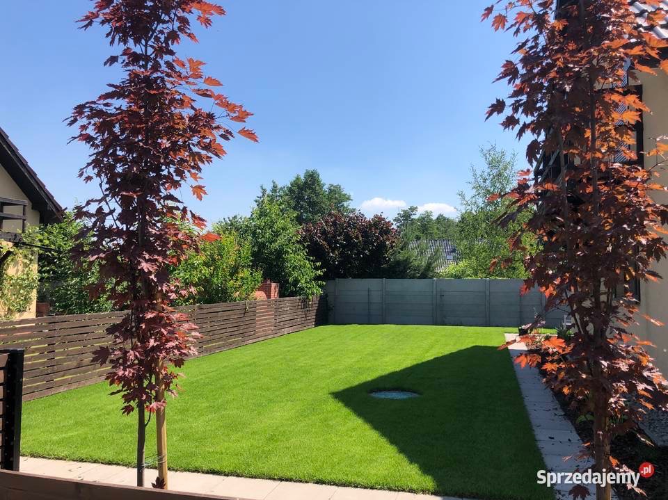 Zadbany trawnik z dwoma młodymi klonami palmowymi o bordowych liściach po bokach kadru. W tle drewniane i betonowe ogrodzenie, błękitne niebo.