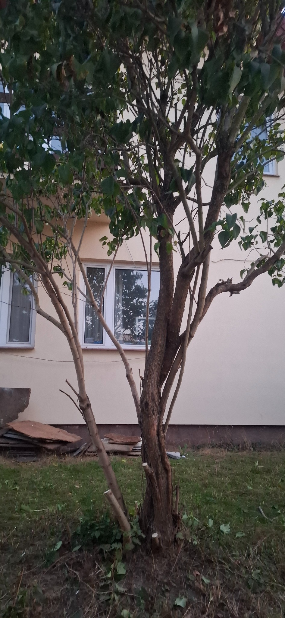 Przycięte gałęzie drzewa liściastego przed budynkiem mieszkalnym. Widoczne świeże ślady cięcia i porozrzucane liście.
