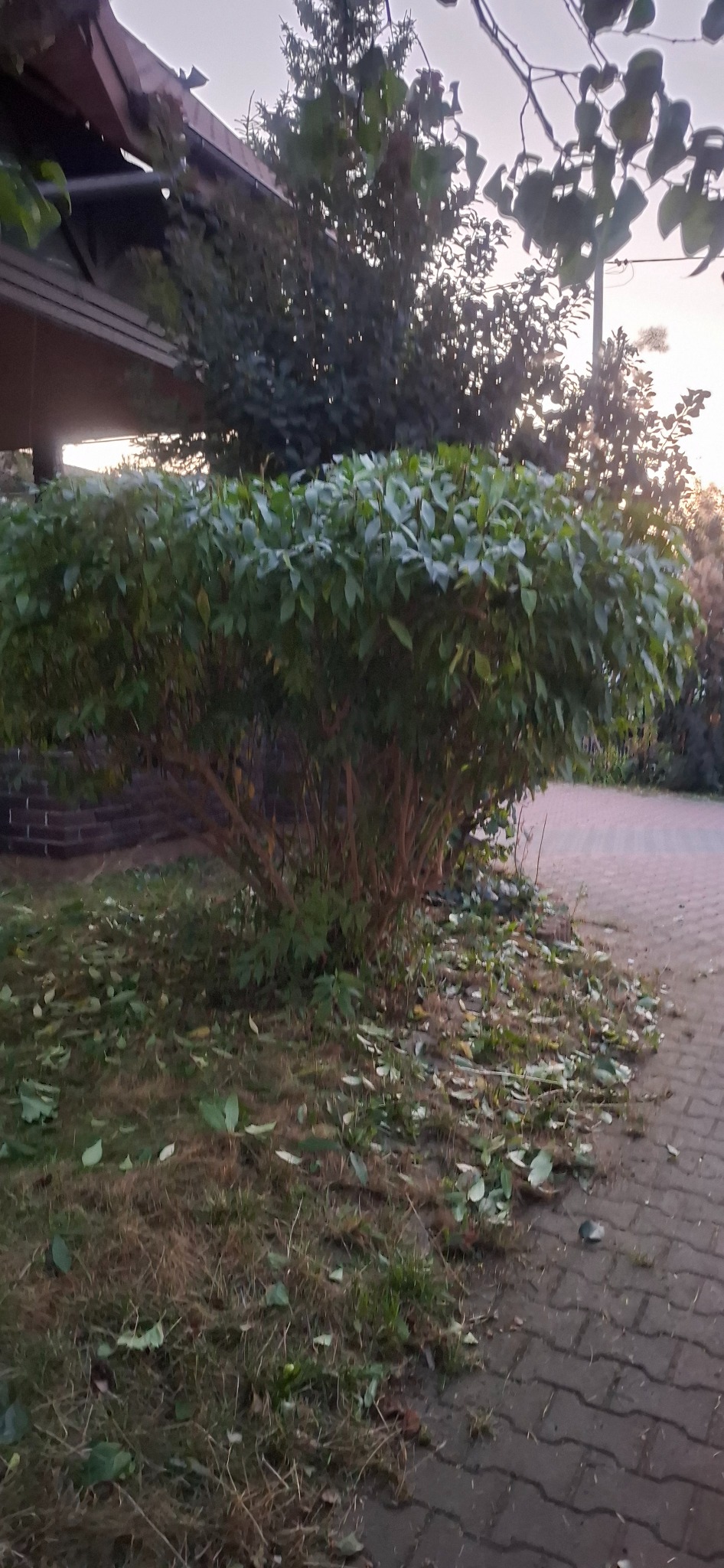 Krzew po przycięciu z opadłymi liśćmi na trawie przy chodniku i budynku. Widok na zadbany ogród w tle, oświetlony wieczornym światłem.
