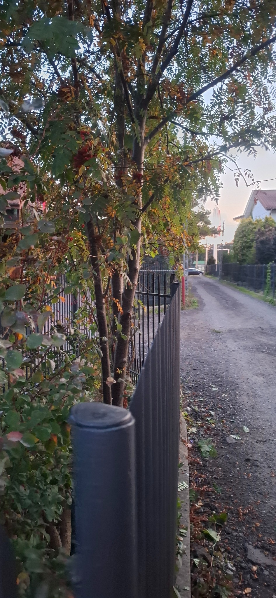Jesienne drzewo jarzębiny z owocami, widoczne zza czarnego, metalowego ogrodzenia posesji przy żwirowej drodze w spokojnej okolicy domów jednorodzinnych.