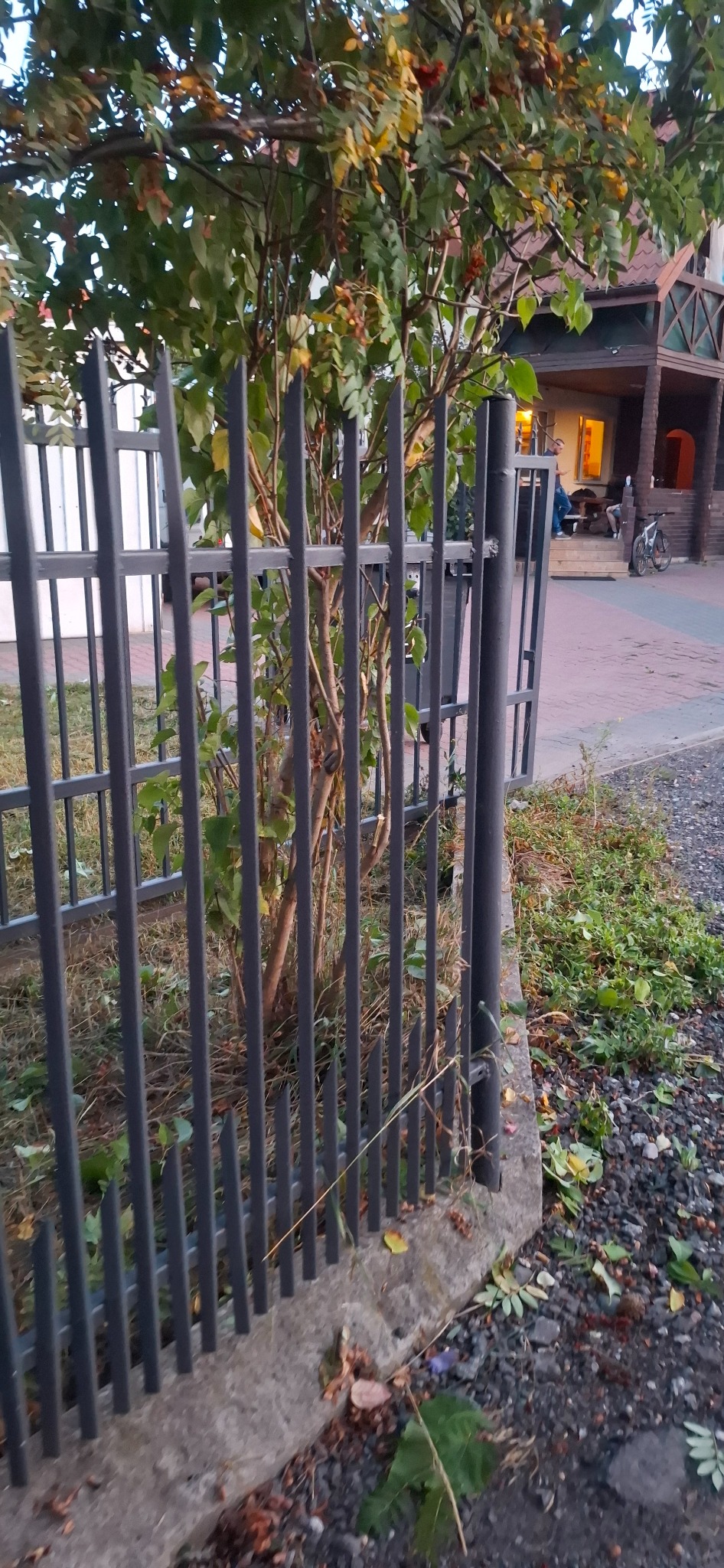 Metalowe ogrodzenie posesji z widoczną furtką, za którą rośnie drzewo. W tle dom z oświetlonym oknem i rower oparty o ścianę. Nierówny teren przy ogrodzeniu.