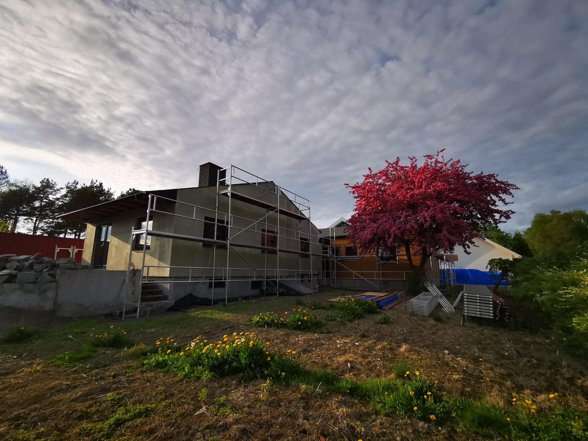 Dom w trakcie remontu, otoczony rusztowaniem, z widocznym fragmentem dachu i komina. W tle kwitnące drzewo o intensywnie różowych kwiatach, dodaje koloru scenerii.